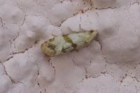 Phalonidia contractana