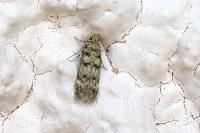Bryotropha domestica