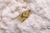 Clepsis consimilana
