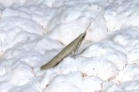 Coleophora versurella