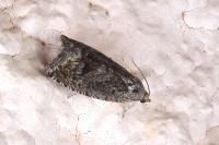 Cydia splendana
