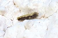 Monopis crocicapitella