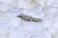 Acrocercops brongniardella