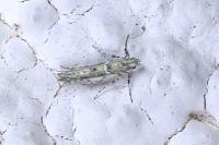 Acrocercops brongniardella