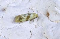 Phalonidia contractana