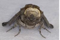 Cossus cossus