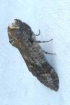 Cossus cossus