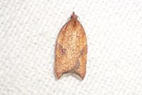 Acleris rhombana