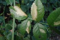 Coptotriche angusticollella