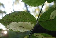 Coptotriche angusticollella