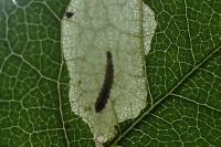 Coptotriche angusticollella