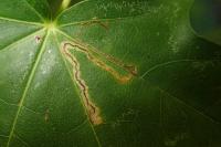 Stigmella aceris