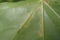 Stigmella aceris