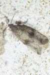 Celypha striana