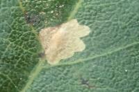 Parectopa robiniella