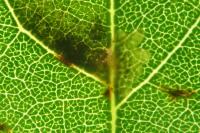 Parectopa robiniella