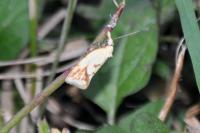 Agapeta hamana
