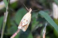 Agapeta hamana