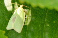 Tortrix viridana