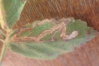 Stigmella aurella