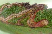 Stigmella aurella