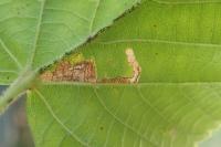 Stigmella tiliae