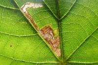 Stigmella tiliae