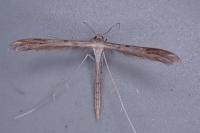 Stenoptilia zophodactyla