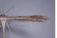 Stenoptilia zophodactyla