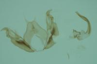Stenoptilia zophodactyla