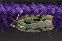 Acleris literana