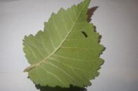 Coleophora badiipennella