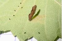 Coleophora badiipennella