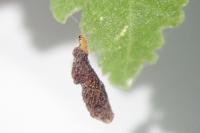 Coleophora badiipennella