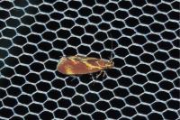 Metalampra