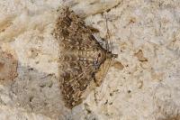 Alucita huebneri/cymatodactyla