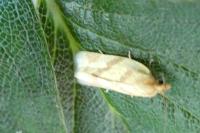 Clepsis pallidana