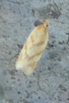 Clepsis pallidana
