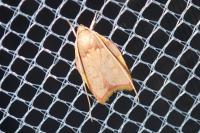 Carcina quercana
