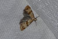 Phalonidia contractana