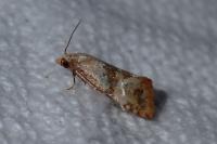 Phalonidia contractana