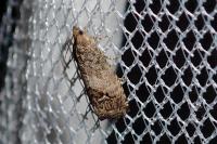 Cydia splendana