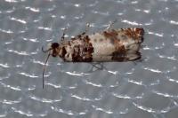 Epinotia thapsiana
