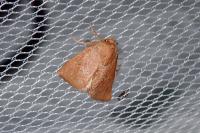 Hoyosia codeti