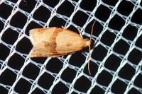 Clepsis consimilana