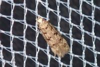 Bryotropha domestica