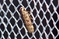 Bryotropha domestica