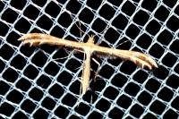 Oxyptilus