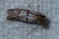 Symmocoides oxybiella