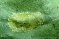 Phyllonorycter comparella